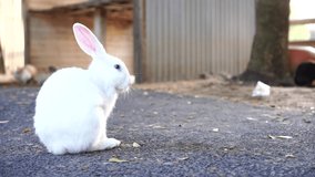 White rabbit in open bunny big cage.  Cute pet with long ear is happy with cleaning itself on ground. Lovely rabbit.