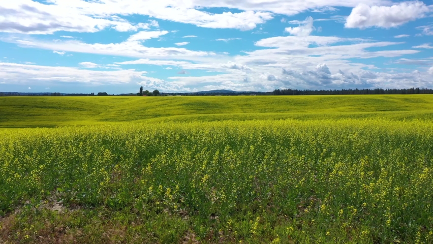 Drone Flying Over Large Field of Yellow Flowers in Spokane, WA