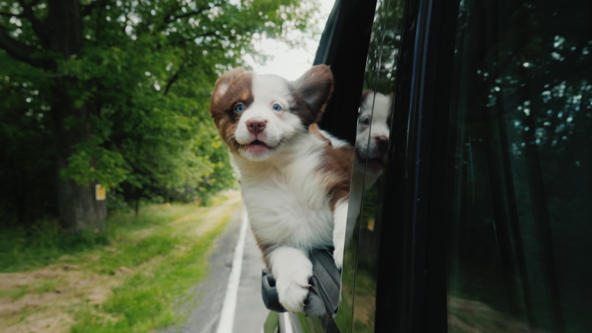 A brave puppy boldly looks forward looking out of a car window, behind his puppies friends. Pet Travel Royalty-Free Stock Footage #1096531897