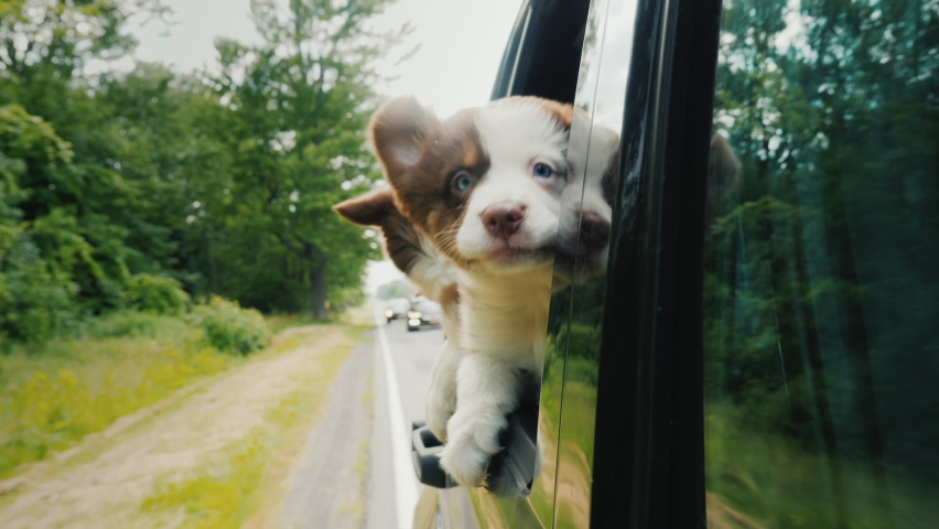 A brave puppy boldly looks forward looking out of a car window, behind his puppies friends. Pet Travel Royalty-Free Stock Footage #1096531897