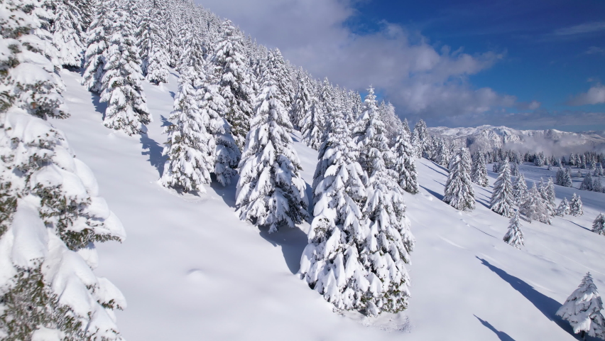 AERIAL: Flight above snowy spruce trees with revealing snow-capped mountains. Picturesque alpine landscape covered with fresh powder snow on a sunny winter day. Snowy fairy tale in the high altitude. Royalty-Free Stock Footage #1096538047