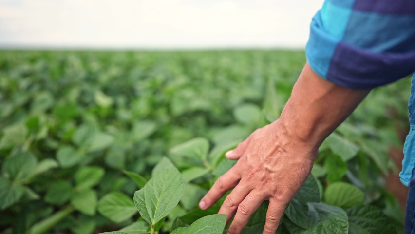 soybean agriculture. farmer hand touches green soybean leaves. business a farming concept. soybean cultivation, vegetables lifestyle, plant care. farmer working lifestyle soybean field Royalty-Free Stock Footage #1096538531