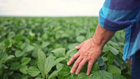 soybean agriculture. farmer hand touches green soybean leaves. business a farming concept. soybean cultivation, vegetables lifestyle, plant care. farmer working lifestyle soybean field วิดีโอสต็อก