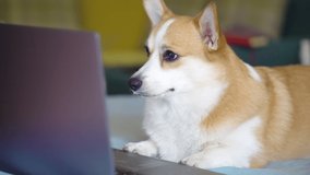 Funny dog ​​lies on the bed looking at laptop computer screen having fun. A Corgi pet lies on the couch. Little puppy with a gadget. concept online shopping