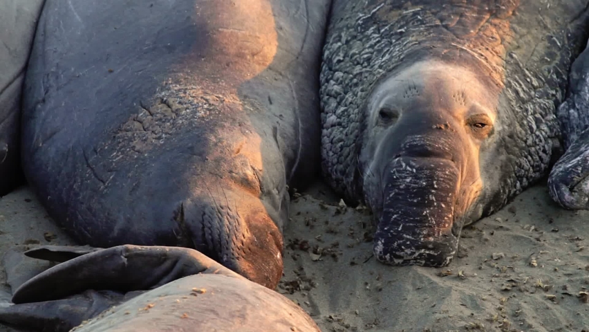 Californian elephant seals sleeping at Big Sur in Point Piedras Blancas, San Simeon, California, United States. Northern elephant seals: Cystophora proboscidea species.