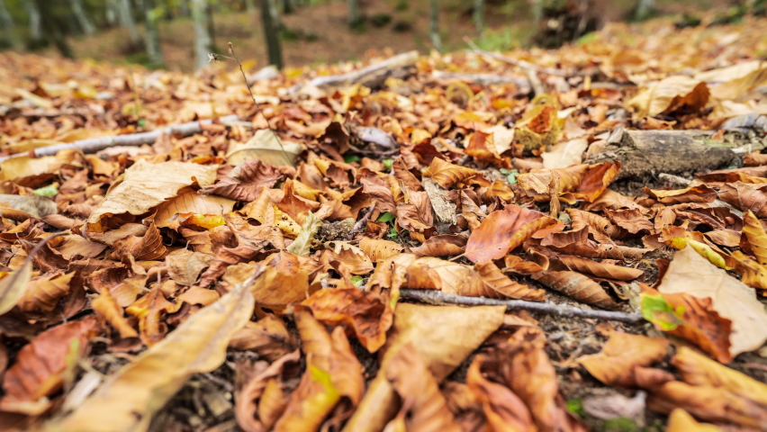 Sliding shot of a forest floor covered in golden autumn leaves.