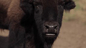 bison licks nose pan up to eyes slomo closeup. - Powered by Shutterstock - Get 15% off with code: PIKWIZARD15