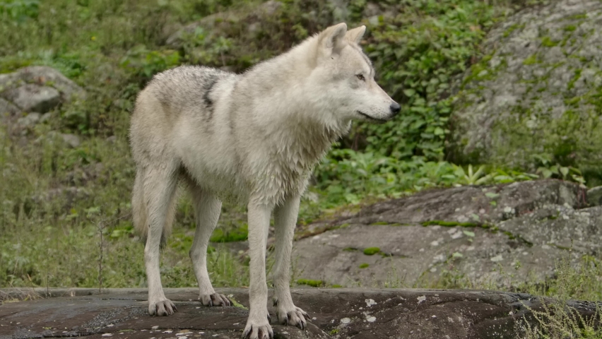 arctic wolf standing like an alpha on the rock