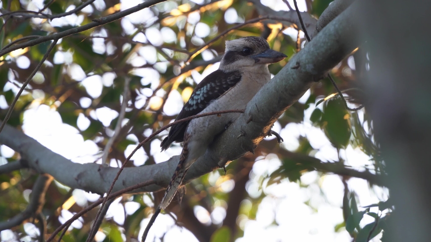 Beautiful wildlife shot capturing a wild laughing kookaburra, dacelo novaeguineae perching on tree bough against green foliages at sunset golden hours, Wynnum, Queensland, handheld motion close up.