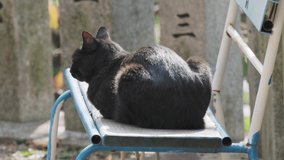 black cat sitting on a bench
