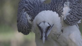 Bearded Vulture, Gypaetus barbatus, detail portrait of rare mountain bird. Close-up portrait of beautiful mountain bird. Slow motion 120 FPS, ProRes 422, ungraded C-LOG 10 bit video