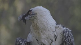 Bearded Vulture, Gypaetus barbatus, detail portrait of rare mountain bird. Close-up portrait of beautiful mountain bird. Slow motion 120 FPS, ProRes 422, ungraded C-LOG 10 bit video