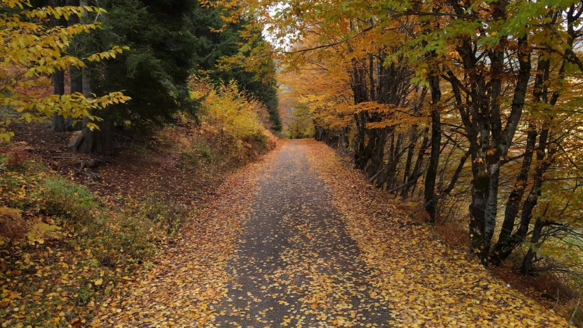 Fall Color Maine Rural Travel One Lane Road Autumn Season