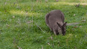 Bennett's tree kangaroo feed on the green grass. Bennett's kangaroos - Dendrolagus bennettianus, named after naturalist George Bennett. Slow motion 120 fps, ProRes 422 10 bit video.