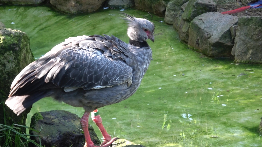 Northern Screamer (Chauna chavaria), portrait of large ground bird
