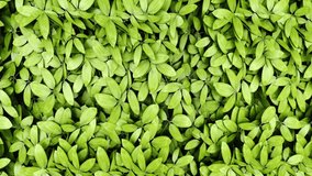 4K. Green Leaves Background. Small Natural jungle plant pattern. Clean Environment. Ornamental Plant in the Garden. Eco Wall. Organic Natural Background. 3d animation.