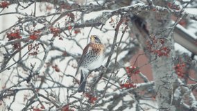 A redwing (Turdus iliacus) Bird eating fruit on a tree in winter. 4K Video footage of bird eating fruit on a tree in winter.