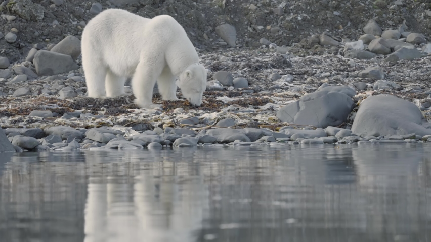 Polar bear Female with radio collar eats seaweed on the beach
Polar bear female near shoreline with radio collar for tracking, Svalbard,4k,2022 
