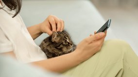 side view, unrecognizable woman holding a tabby kitten and using a smart phone lying on a couch at home. close up video. relax at home after work