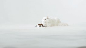 A beautiful white cat sits in front of a metal bowl with food on a white background in the studio and looks at the camera.