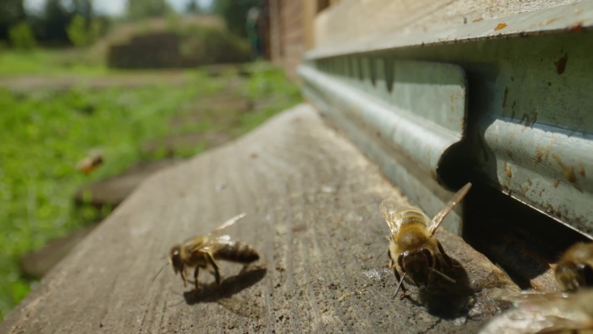 Bees crawl near the notch in the apiary, buzz and flap their wings