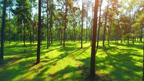 Drone is flying in the pine forest above the lawn with sunlight, beautiful morning natural scenery. Magnificent of Beautiful green and yellow nature. Chiang Mai Province, Thailand. nature concept

