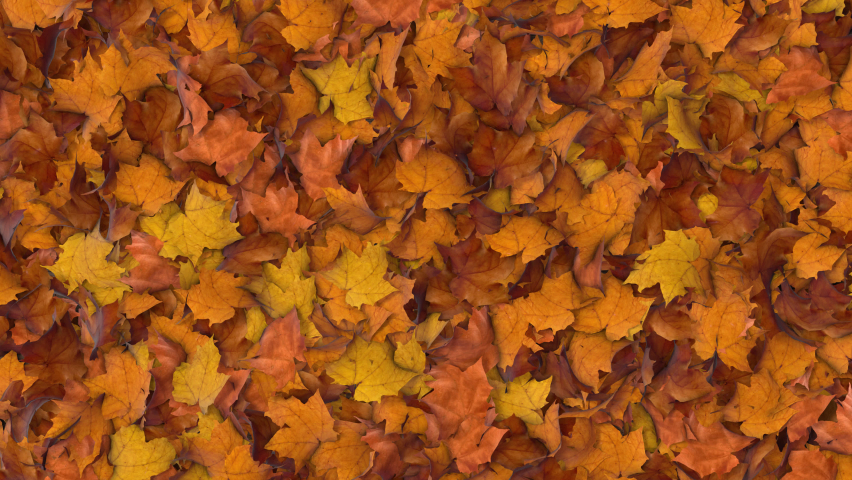 Pile of Maple Leaves Getting Blown With Wind and Revealing Happy Thanksgiving Message Written on Wood Background. Beautiful Autumn Time Leaves on the Ground. Prores 4444 Royalty-Free Stock Footage #1096571175
