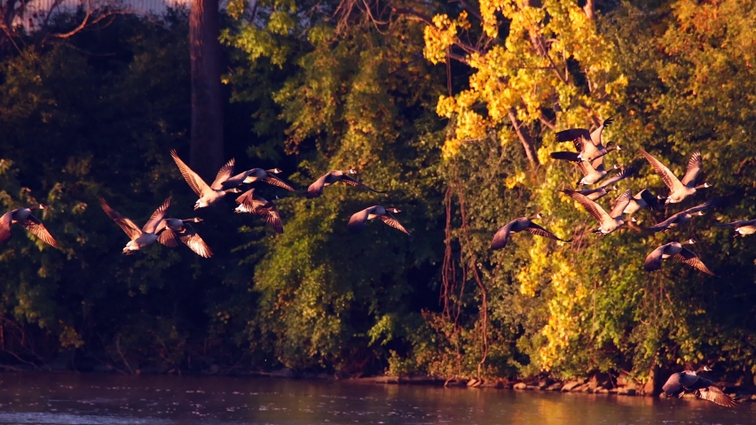 Flock of Canada Geese flying South, migration in Autumn, telephoto slow motion.
