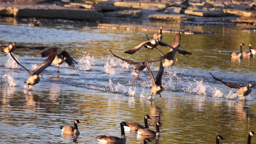 Flock of Canada Geese flying South, migration in Autumn, telephoto slow motion.
