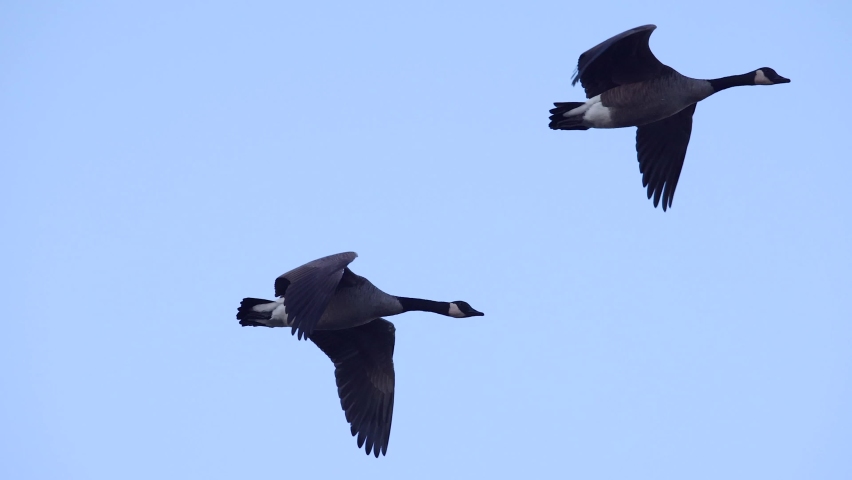 Flock of Canada Geese flying South, migration in Autumn, telephoto slow motion.
