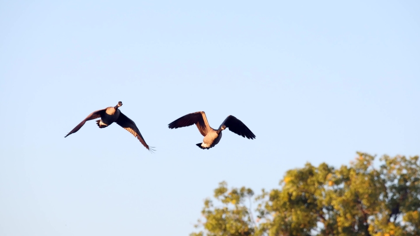 Flock of Canada Geese flying South, migration in Autumn, telephoto slow motion.
