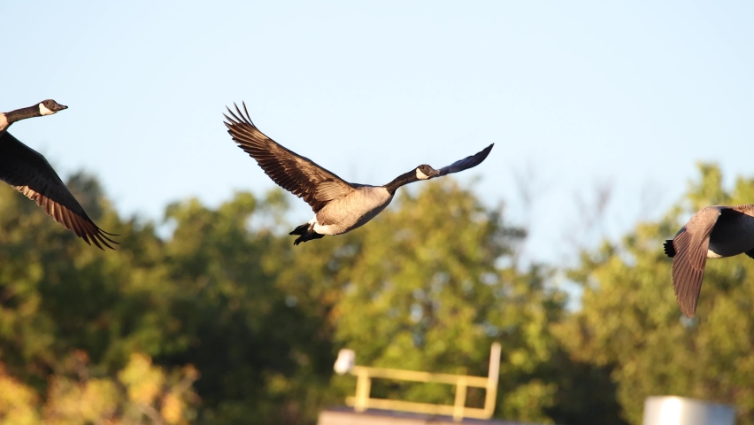 Flock of Canada Geese flying South, migration in Autumn, telephoto slow motion.

