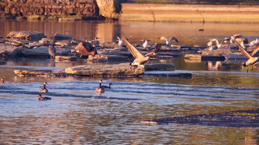 Flock of Canada Geese flying South, migration in Autumn, telephoto slow motion.
