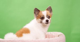 Close up video of a little, amusing, and energetic tiny fawn and white colored dog, puppy, sitting on a pink cotton rug against a green background.