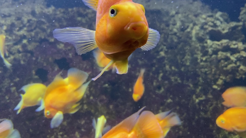 Goldfish close-up. A flock of golden fish on a coral reef. Lots of goldfish. Goldfish swim in the water | Shutterstock HD Video #1096579635