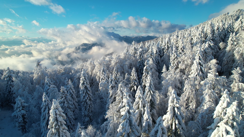 AERIAL: Stunning view of spruce forest and alpine landscape after fresh snowfall. Glorious sunny winter day in high mountains. Rolling clouds above forest and mountains covered with white snow blanket Royalty-Free Stock Footage #1096582745