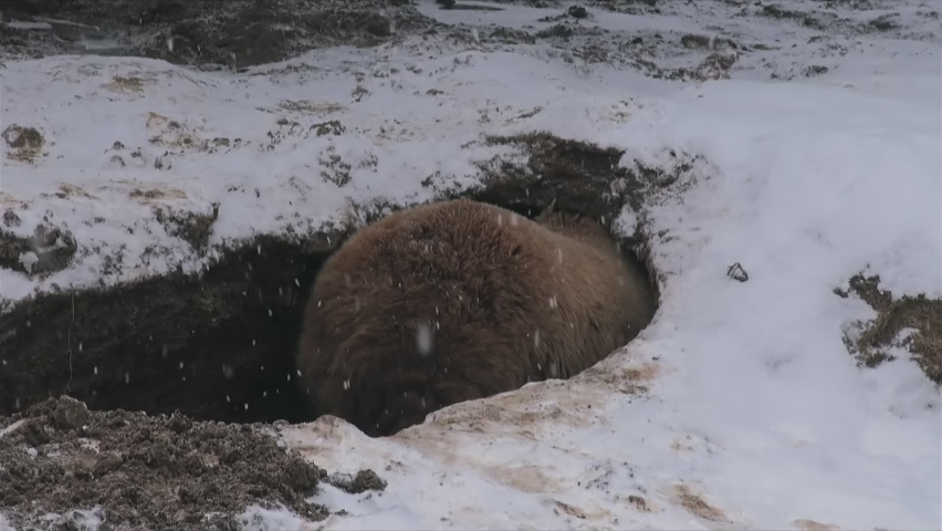 In the winter snow, a bear finds a place in the den, apple pro rez 422, denoise, tripod, eye level, wild animals Royalty-Free Stock Footage #1096583861