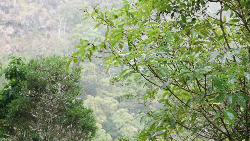 moran falls lamington national park world heritage area panning shot
