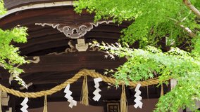 Shimenawa and green leaves at a shrine swaying in the wind