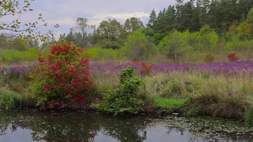 Walk through the autumn forest near the lake in autumn. On the shore of a small forest lake, diverse vegetation, bright autumn colors, bright red leaves of trees and purple flowers. HD