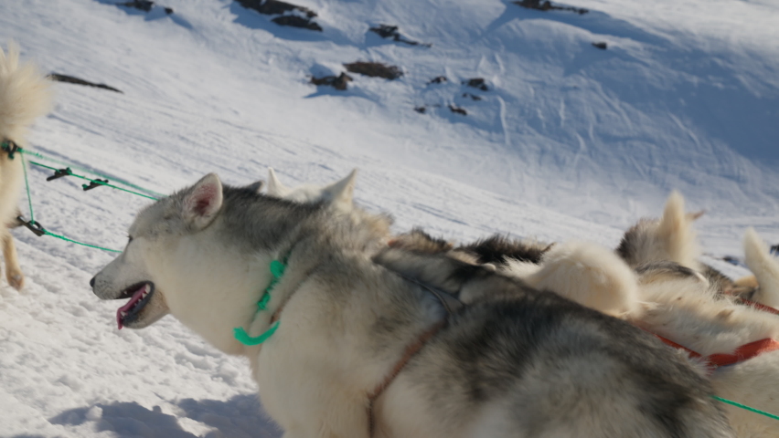 Sled Dogs, Huskies, Snow, Pack, Harness