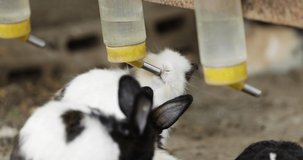 black and white rabbit drinking water from drinker in zoo 4k video