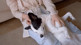 Border Collie relaxed dog lies on his back with his belly up on the owner's lap enjoys petting and care. love hugs and touches. caresses the tummy. closing eyes in pleasure. Cozy happy video footage