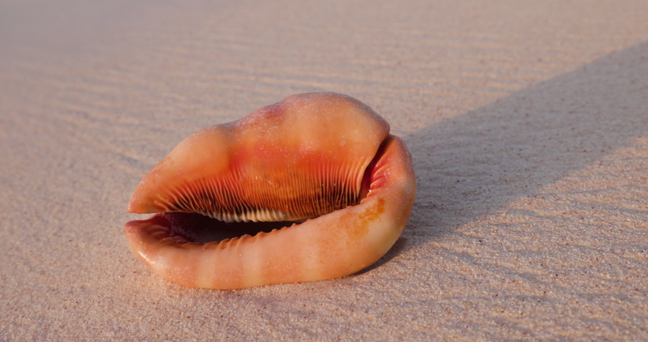 Peaceful scene. Close-up waves caressing a conch seashell on a beautiful tropical island beach