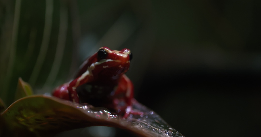 Close-up shot of phantasmal poison-arrow frog on the leaf. Motionless red and white striped species of poison dart frog that is endemic to Ecuador