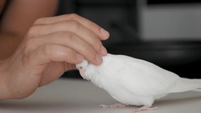 Owner hand petting its albino cockatiel. White-faced Lutinos mutation.