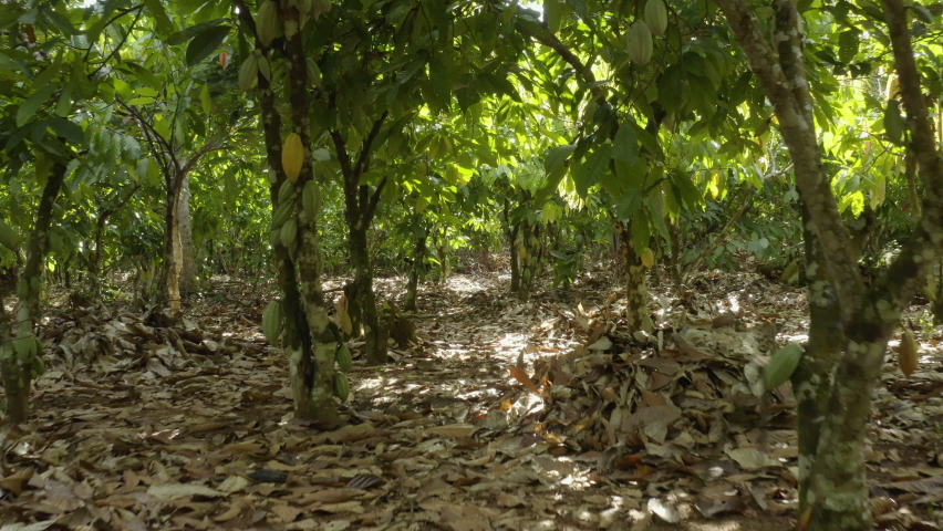 Aerial shot inside a cocoa field with flourishing cocoa trees, in Ivory Coast Royalty-Free Stock Footage #1096607679