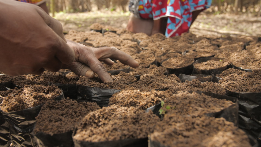 Hands planting seeds in pots of fertile soil, in Ivory Coast Royalty-Free Stock Footage #1096607687