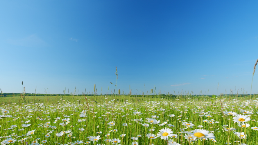 Huge chamomile meadow with white flowers. Summer and nature. Beautiful nature landscape. Slow motion.
