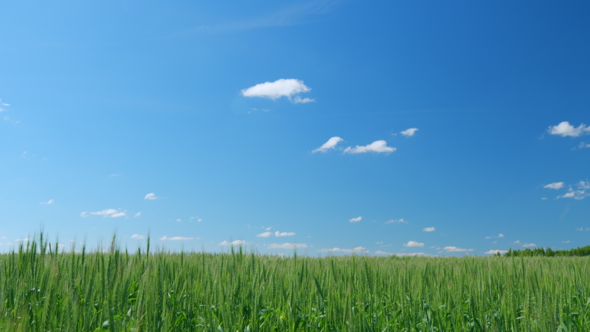 Landscape summer green field sun sky nature. Some spikelets moving slowly in wind. Lush wheat grows in agricultural field. Modern agriculture. Royalty-Free Stock Footage #1096610071